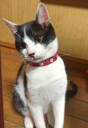 猫の首輪 お客様からの写真