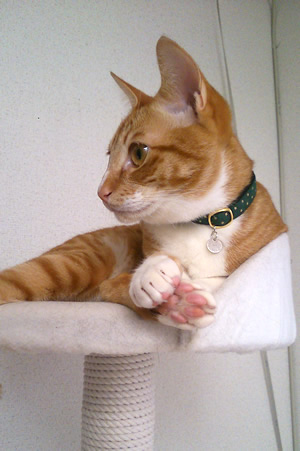猫の首輪 お客様からの写真