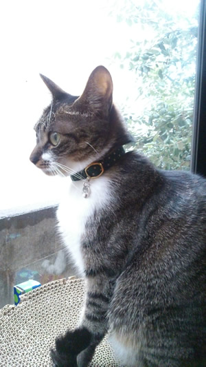 猫の首輪 お客様からの写真