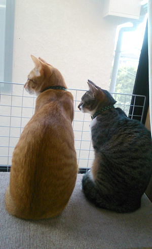 猫の首輪 お客様からの写真
