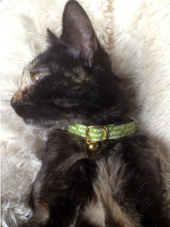 猫首輪 お客様からの写真