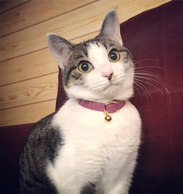 猫首輪 お客様からの写真