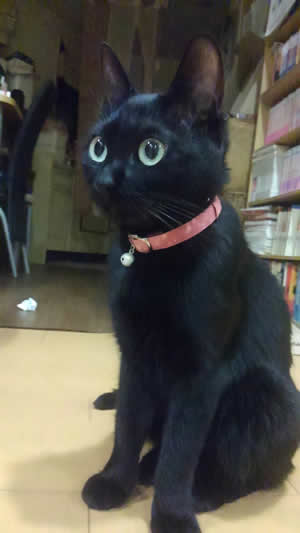 猫の首輪 お客様からの写真