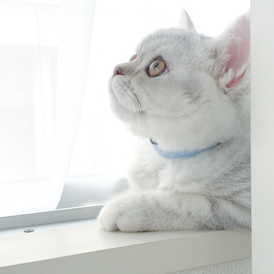 猫 首輪