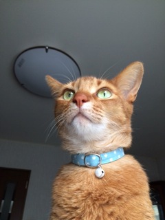 猫の首輪 お客様からの写真
