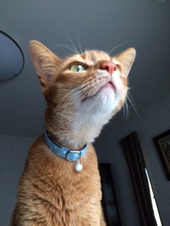 猫の首輪 お客様からの写真
