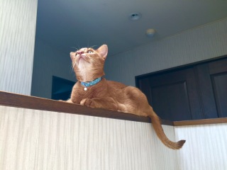 猫の首輪 お客様からの写真