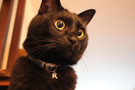 猫 首輪 お客様からの写真