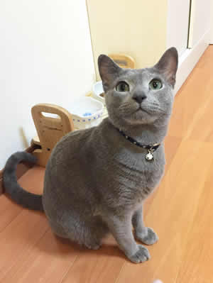 猫 首輪 お客様からの写真