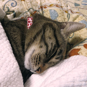 猫の首輪 お客様からの写真