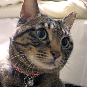 猫の首輪 お客様からの写真