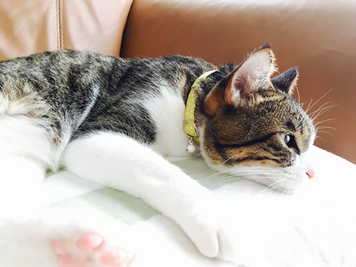 猫の首輪 お客様からの写真