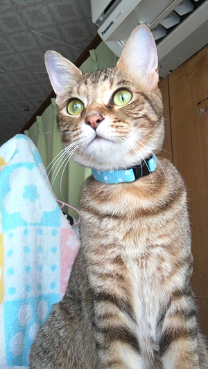 猫首輪