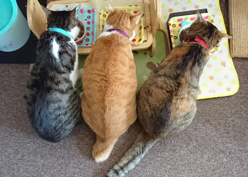 猫首輪 お客様からの写真