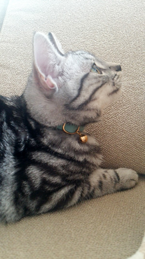 猫の首輪 お客様からの写真