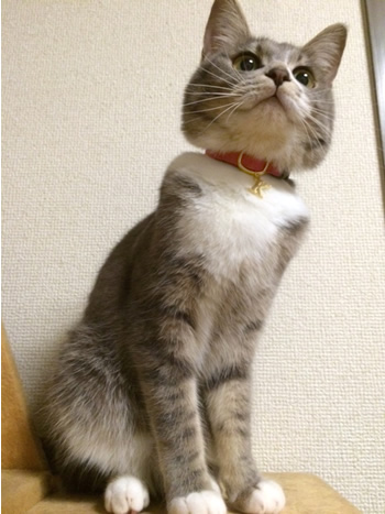 猫の首輪 お客様からの写真