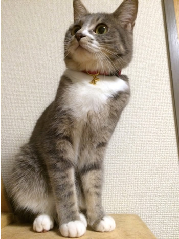 猫の首輪 お客様からの写真
