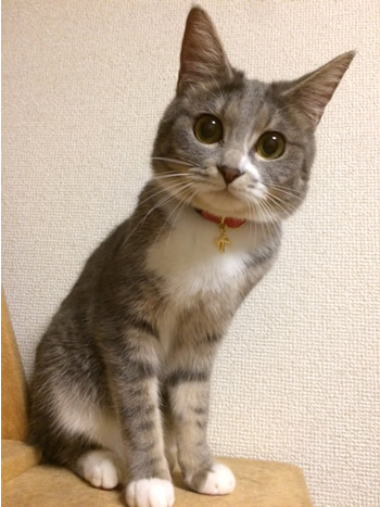 猫の首輪 お客様からの写真