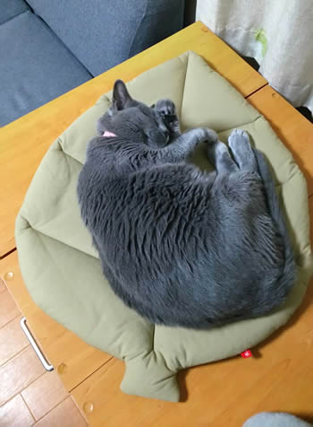 猫 お昼寝マット お客様からの写真