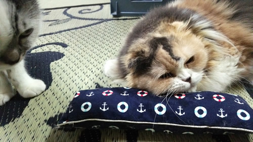 猫 おもちゃ キッカー