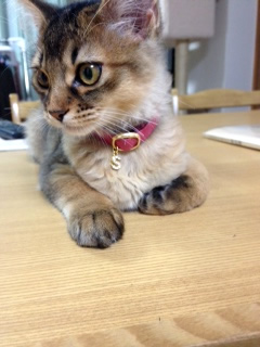 猫首輪 お客様からの写真
