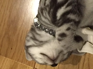 猫の首輪 お客様からの写真