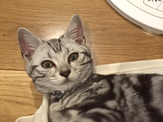 猫の首輪 お客様からの写真