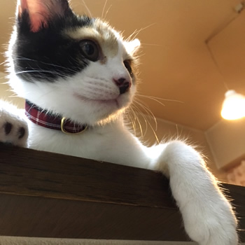ネコ首輪 お客様からの写真