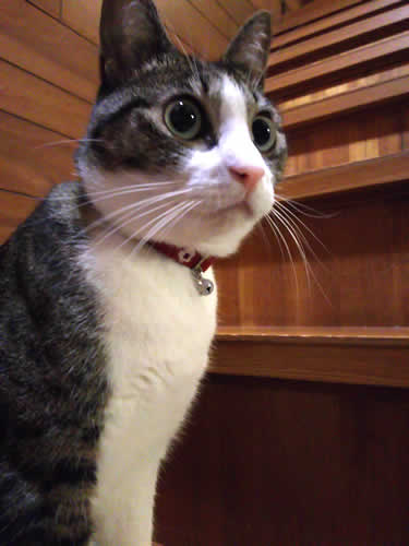 猫の首輪 お客様からの写真