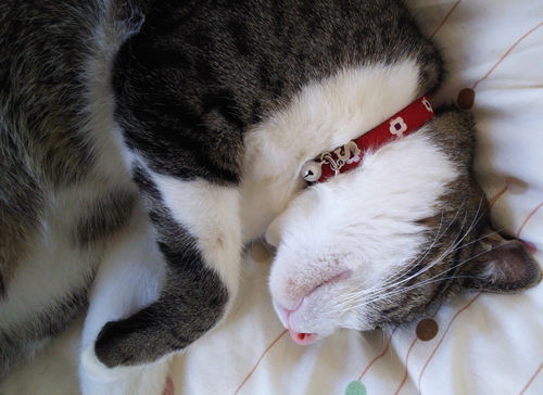 猫の首輪 お客様からの写真