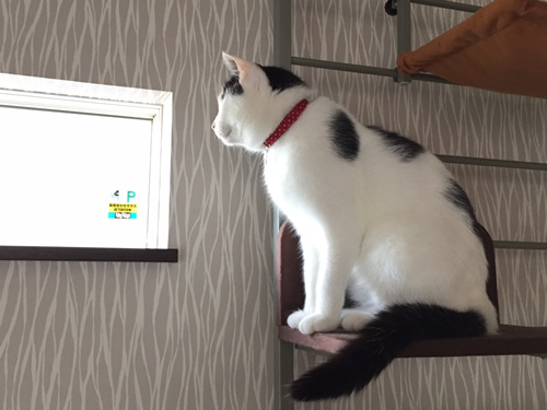 猫の首輪 お客様からの写真