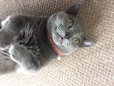 猫の首輪 お客様からの写真