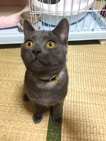 猫の首輪 お客様からの写真