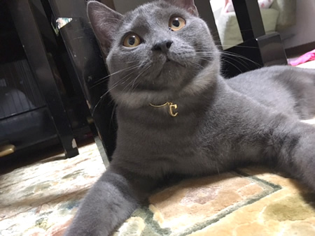 猫の首輪 お客様からの写真