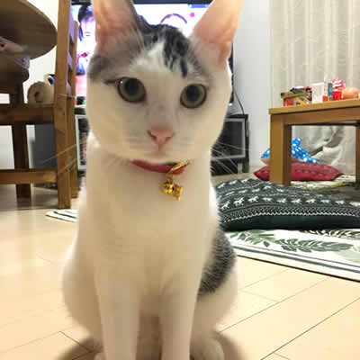 猫の首輪 お客様からの写真