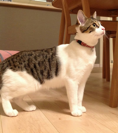 猫の首輪 お客様からの写真