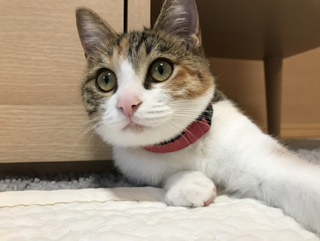 猫の首輪 お客様からの写真