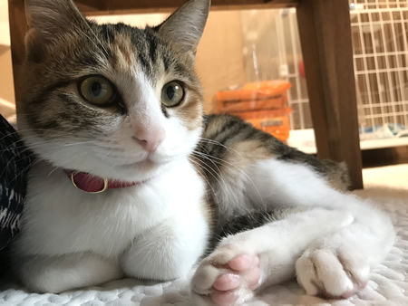 猫の首輪 お客様からの写真