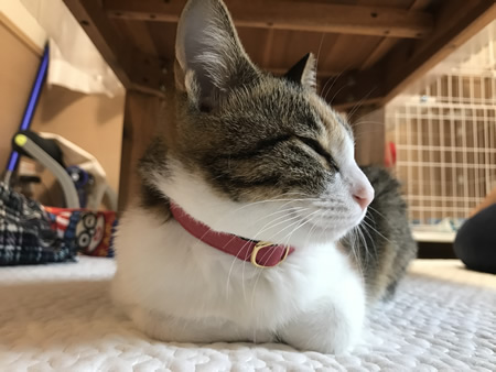 猫の首輪 お客様からの写真