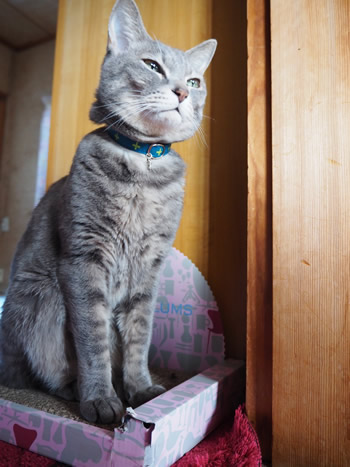 猫の首輪 お客様からの写真