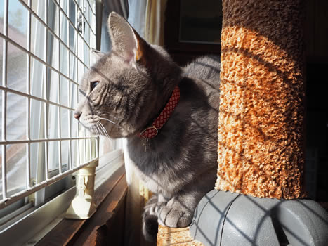猫の首輪 お客様からの写真