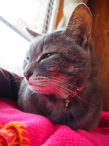 猫の首輪 お客様からの写真