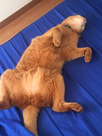 ごろんと寝転ぶ猫