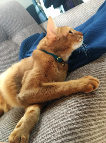 青い首輪をつけた猫