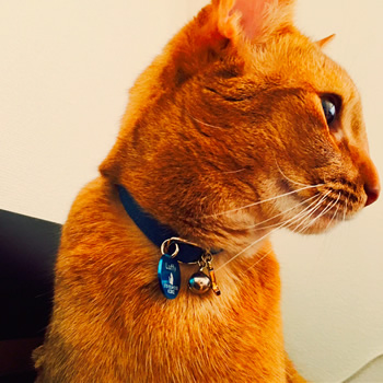 チャームと鈴をつけた首輪の猫