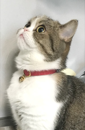 ピンクの首輪の猫