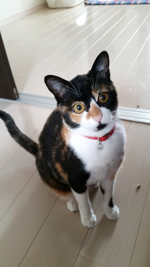 赤い首輪の三毛猫