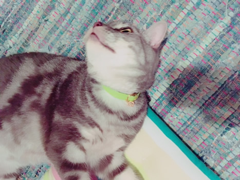 首輪をして寝転ぶ猫