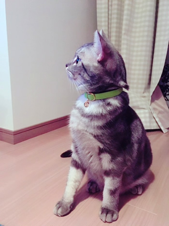 横から見たチャーム付きの黄緑色の首輪をした猫