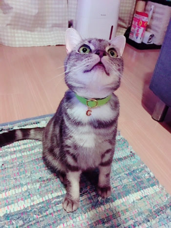 正面から見たチャーム付きの黄緑色の首輪をした猫